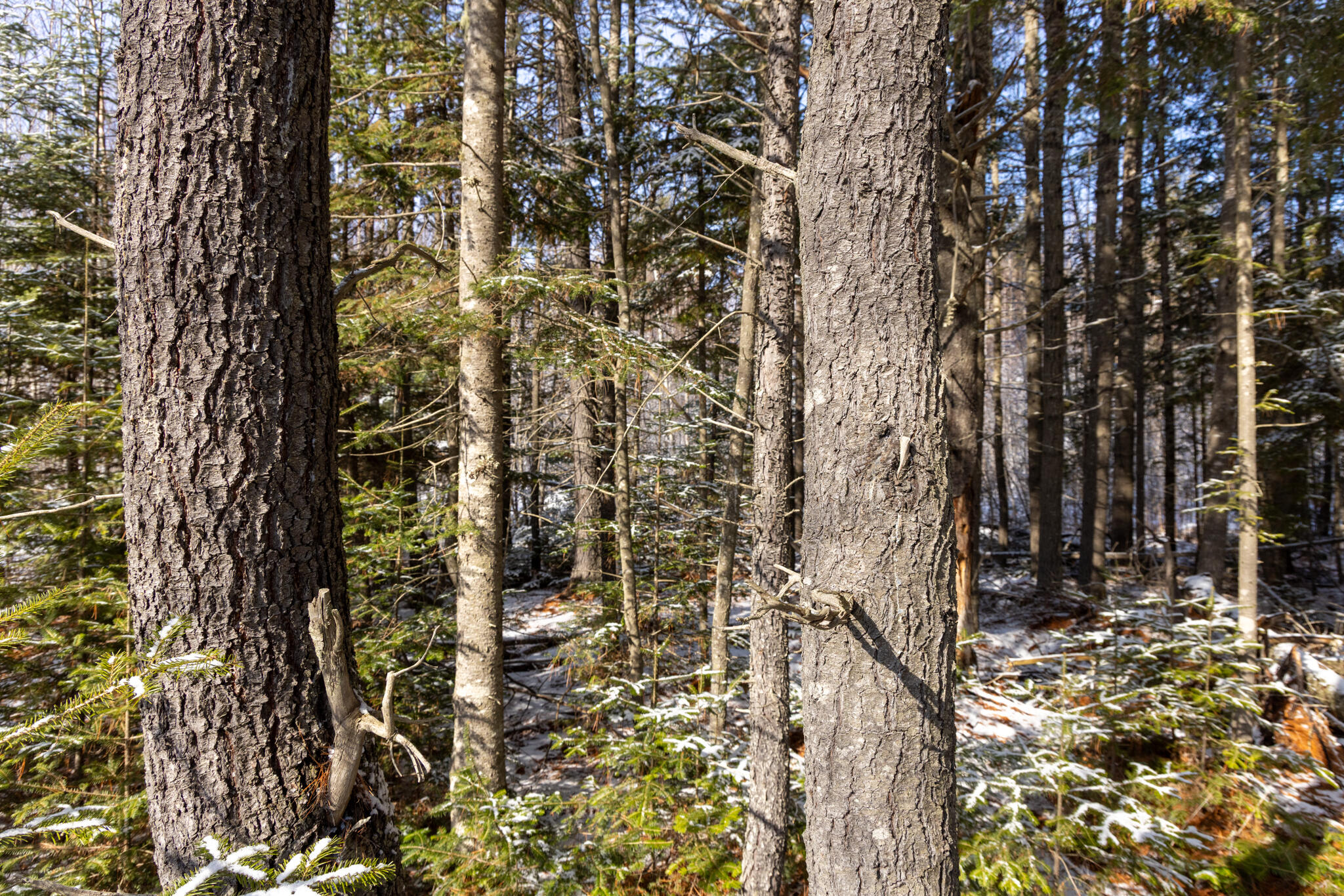 M11-l3 Stud Mill Road Greenbush, ME 04418 - Photo 2 of 9 2026_03_15 Milford Buzzy Brk-21