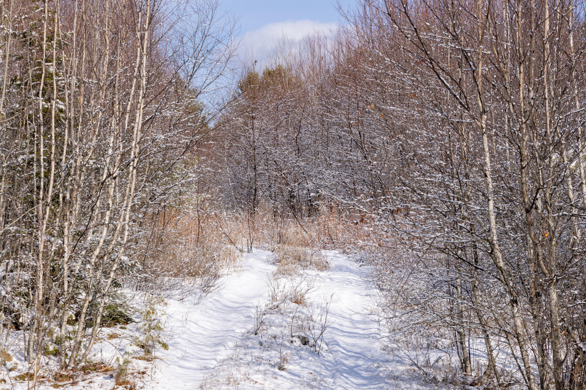 M11-l3 Stud Mill Road Greenbush, ME 04418 - Photo 4 of 9 2026_03_15 Milford Buzzy Brk-11