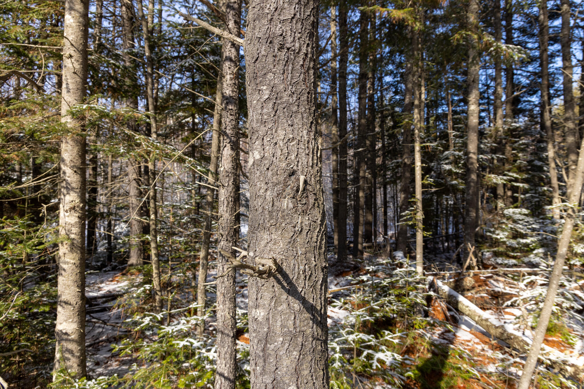 M11-l3 Stud Mill Road Greenbush, ME 04418 - Photo 5 of 9 2026_03_15 Milford Buzzy Brk-20