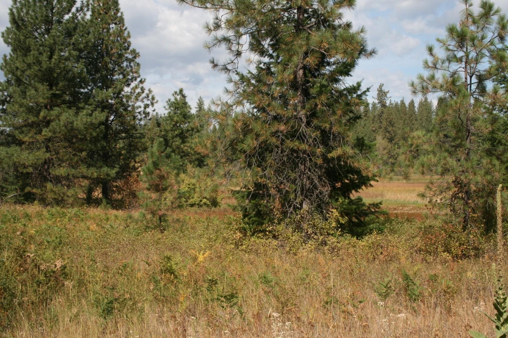 0 Little Sweden Road, Unit LOT B Valley, WA 99181 - Photo 3 of 7