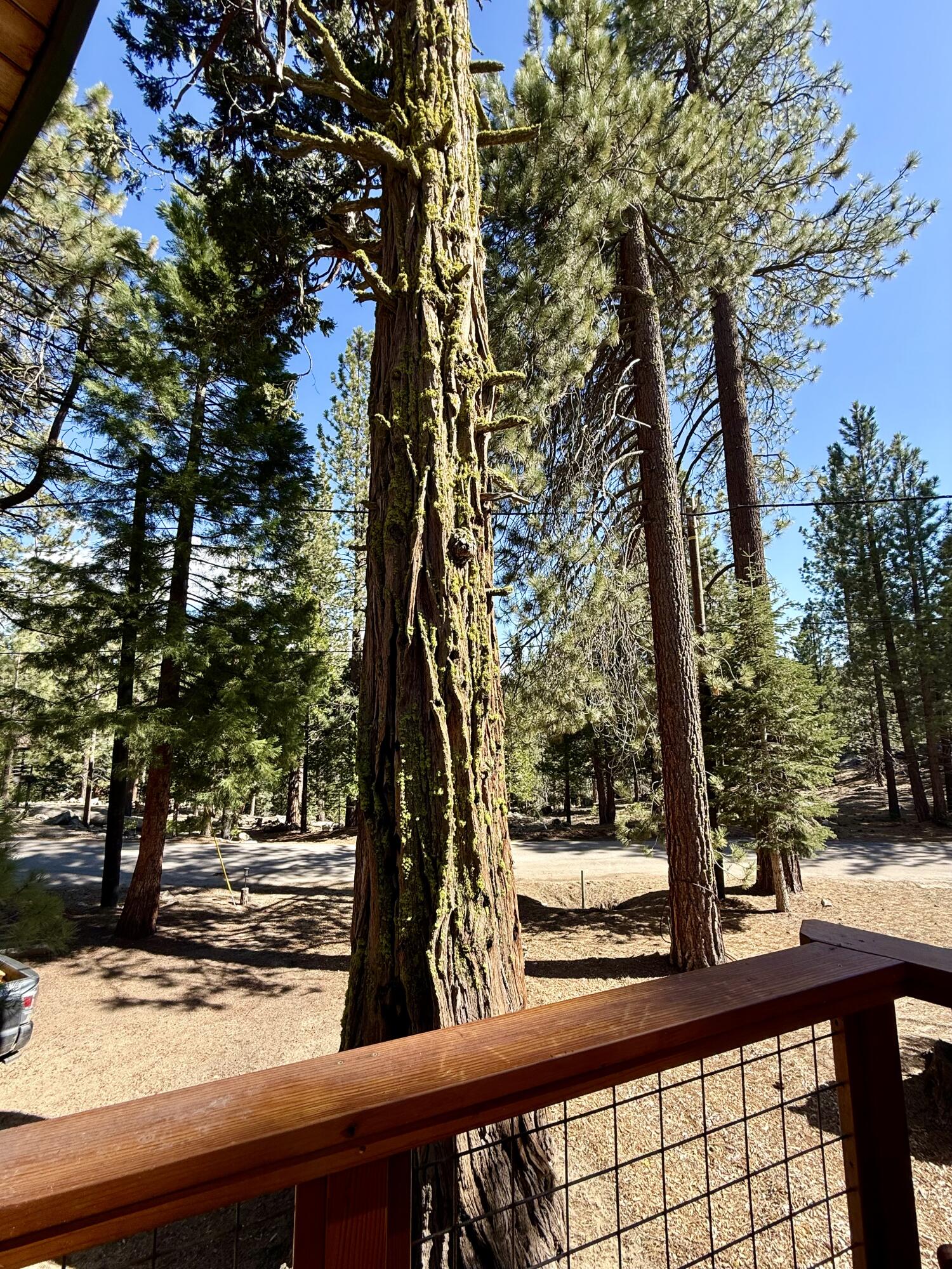 57603 Crest Drive Springville, CA 93265 - Photo 25 of 44 There's a large cedar tree adjacent to the deck