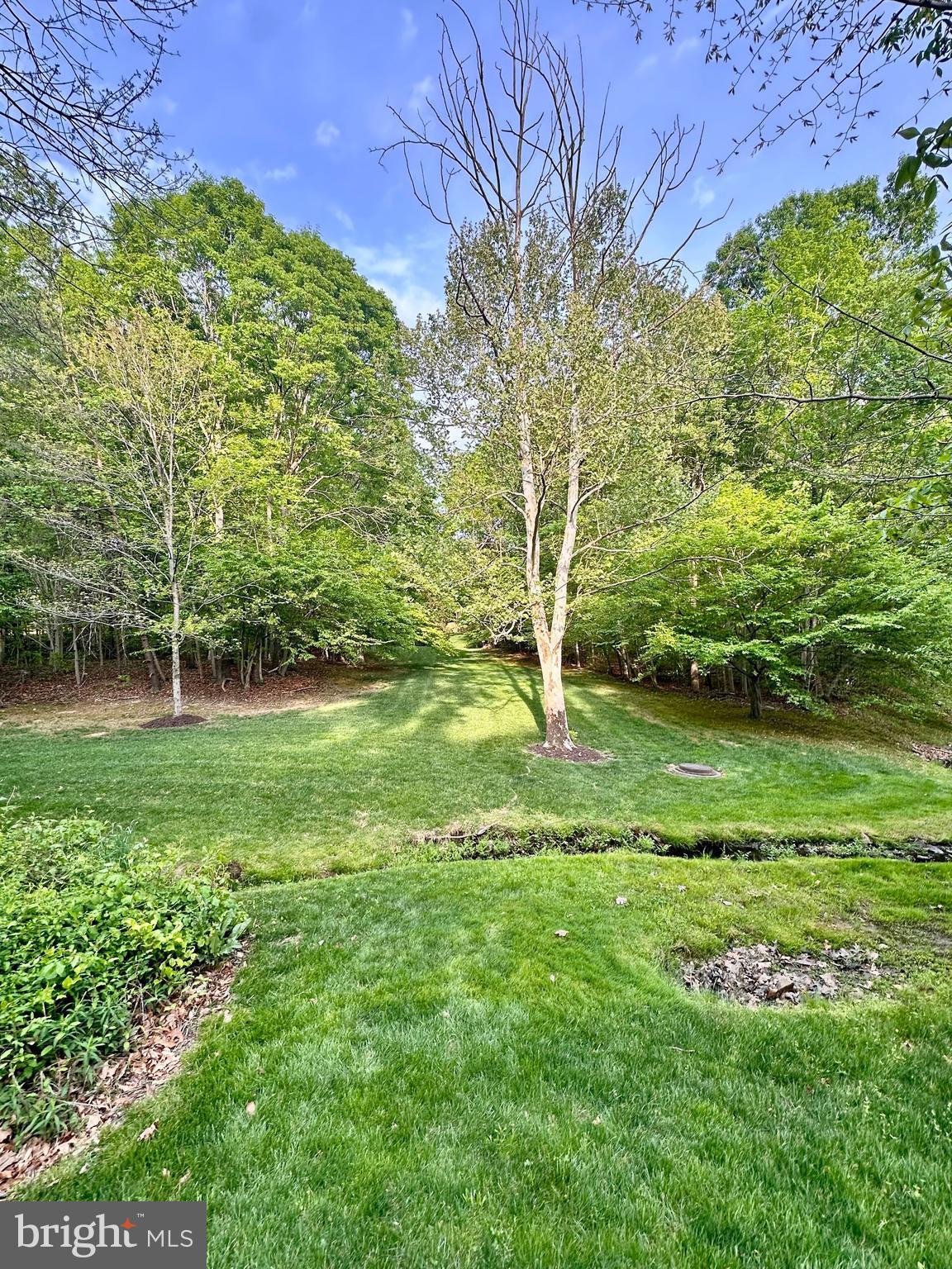 7929 Valleyfield Drive Springfield, VA 22153 - Photo 37 of 39 a view of a garden with a tree