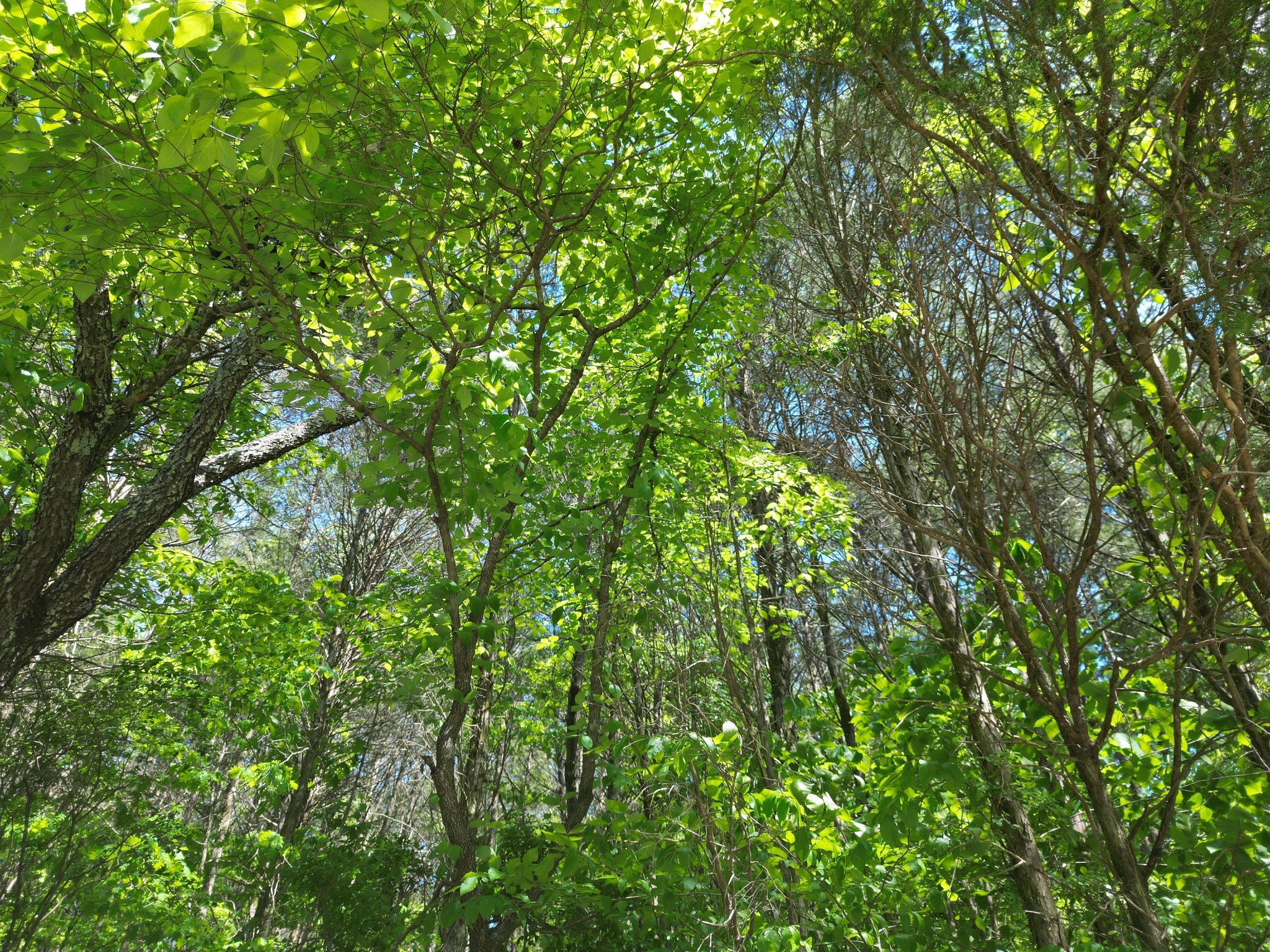 828 McCord Hollow Road Hohenwald, TN 38462 - Photo 25 of 35 a view of a lush green forest