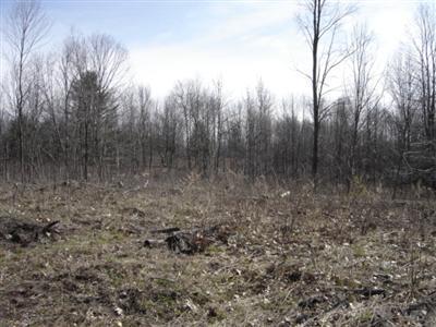 10675 Highway 10 Reed City, MI 49677 - Photo 5 of 7 Additional Photo