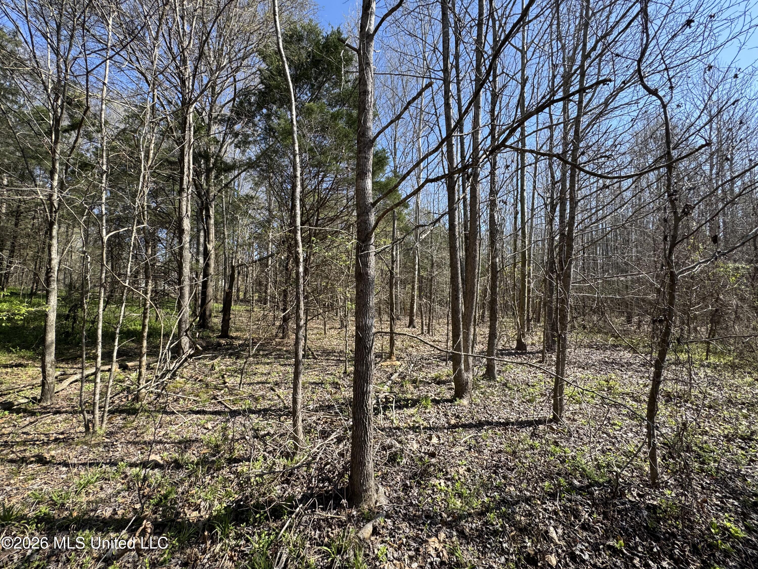 0 Wildwood Road Benton, MS 39039 - Photo 11 of 18 IMG_9288