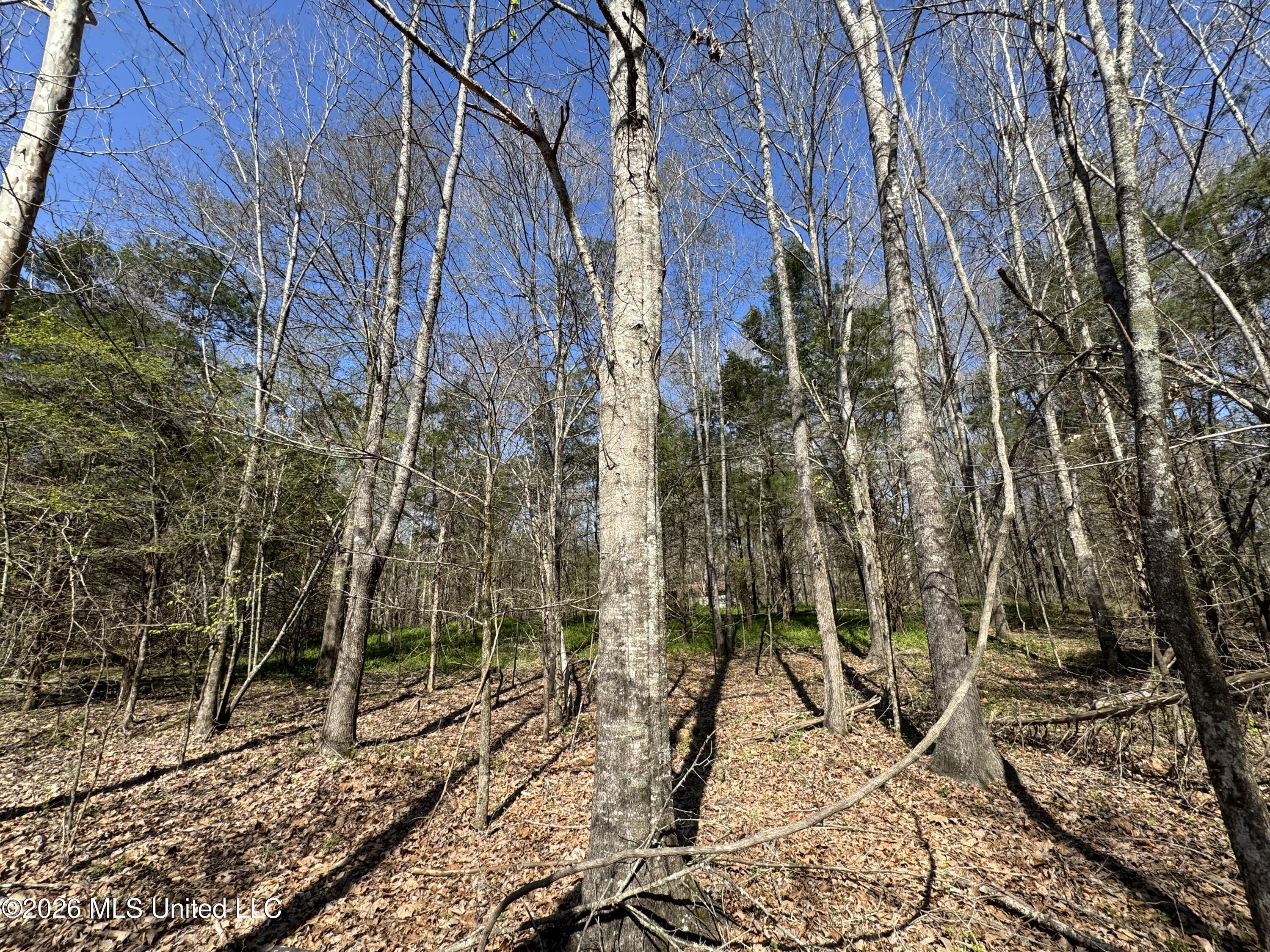 0 Wildwood Road Benton, MS 39039 - Photo 12 of 18 IMG_9291