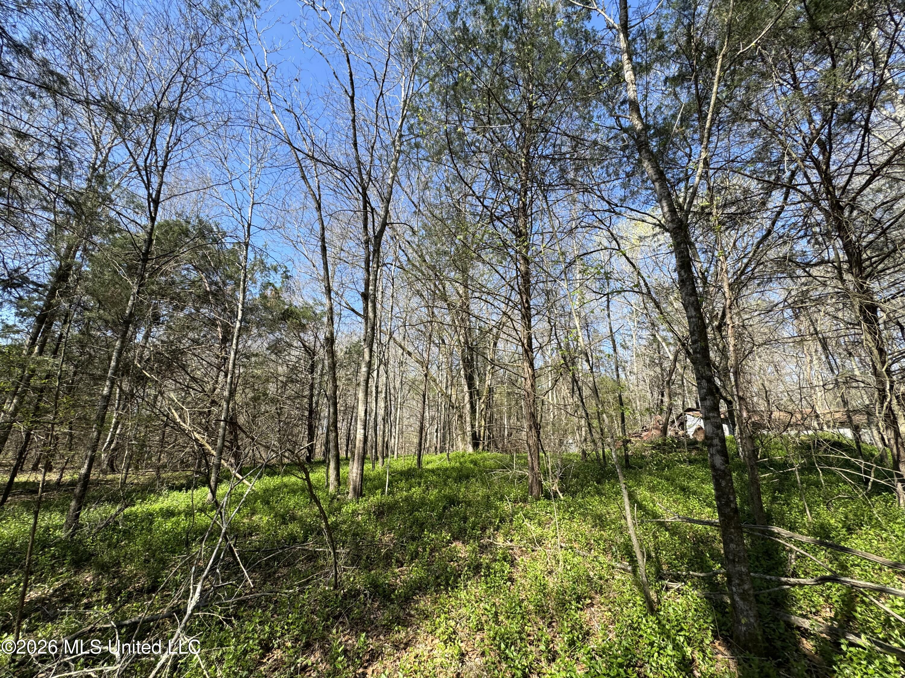 0 Wildwood Road Benton, MS 39039 - Photo 13 of 18 IMG_9293