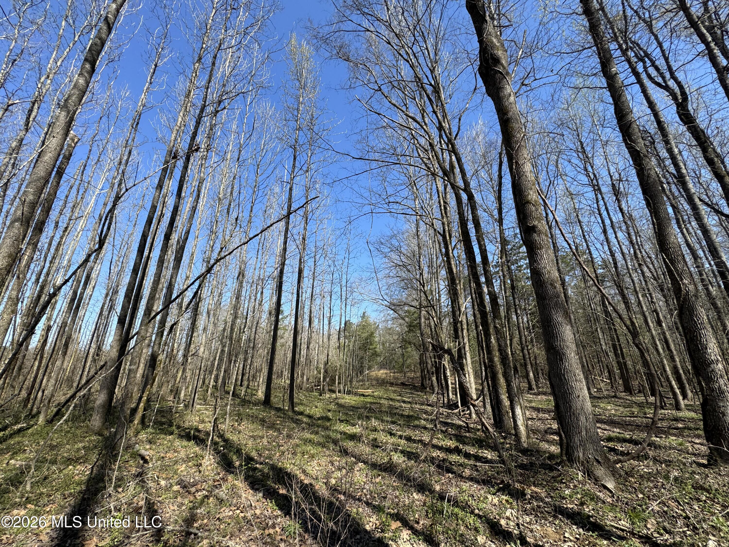 0 Wildwood Road Benton, MS 39039 - Photo 14 of 18 IMG_9294