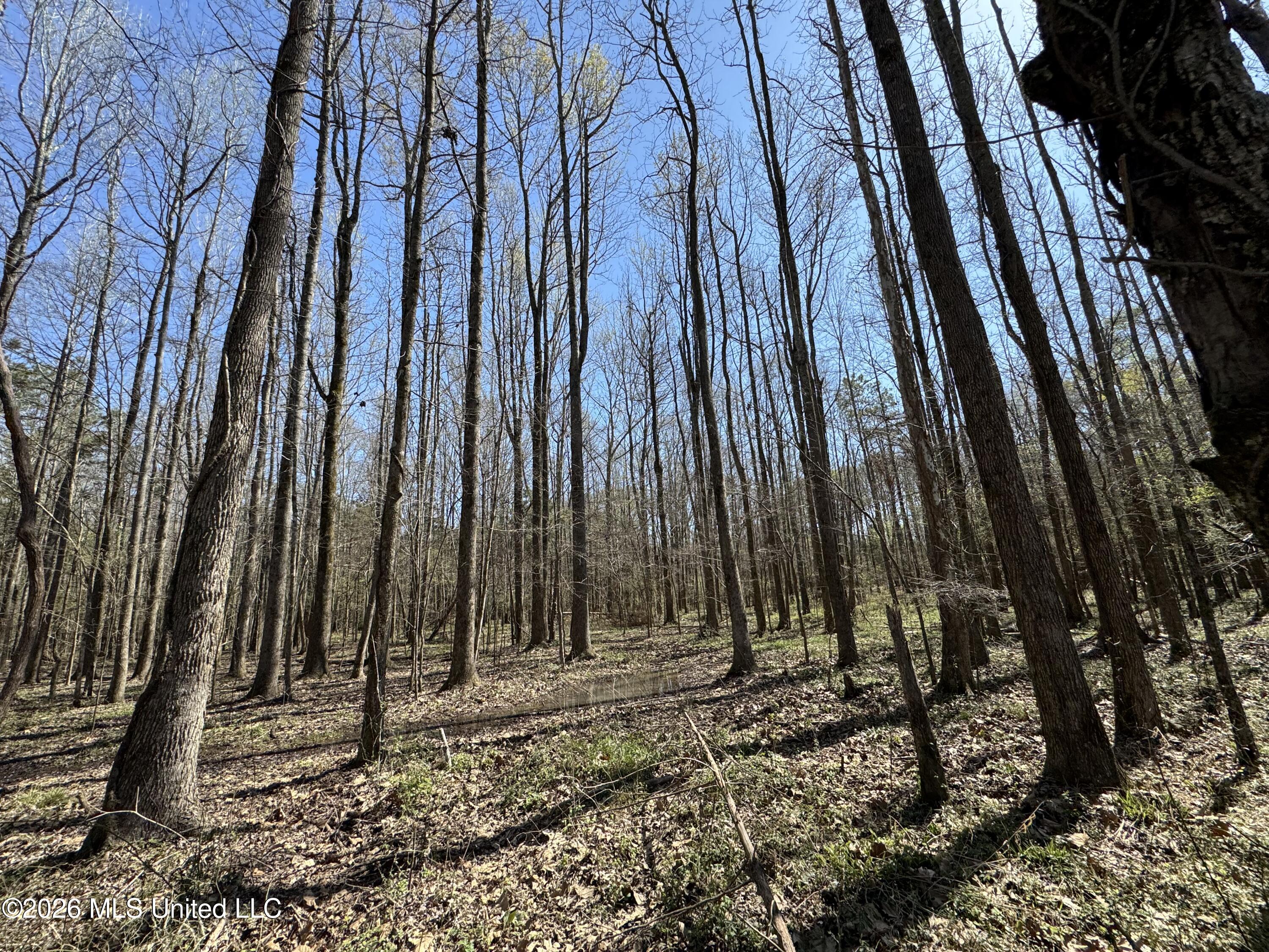 0 Wildwood Road Benton, MS 39039 - Photo 15 of 18 IMG_9295