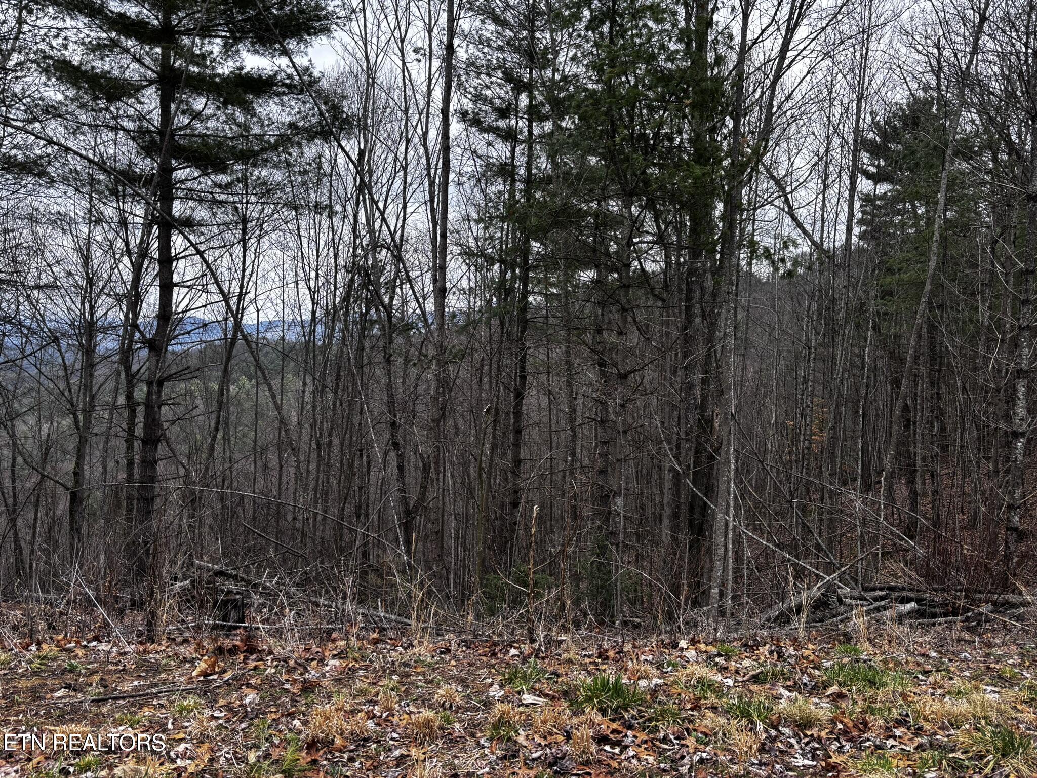 Lot 41 Black Maple Way Del Rio, TN 37727 - Photo 26 of 34 IMG_3005