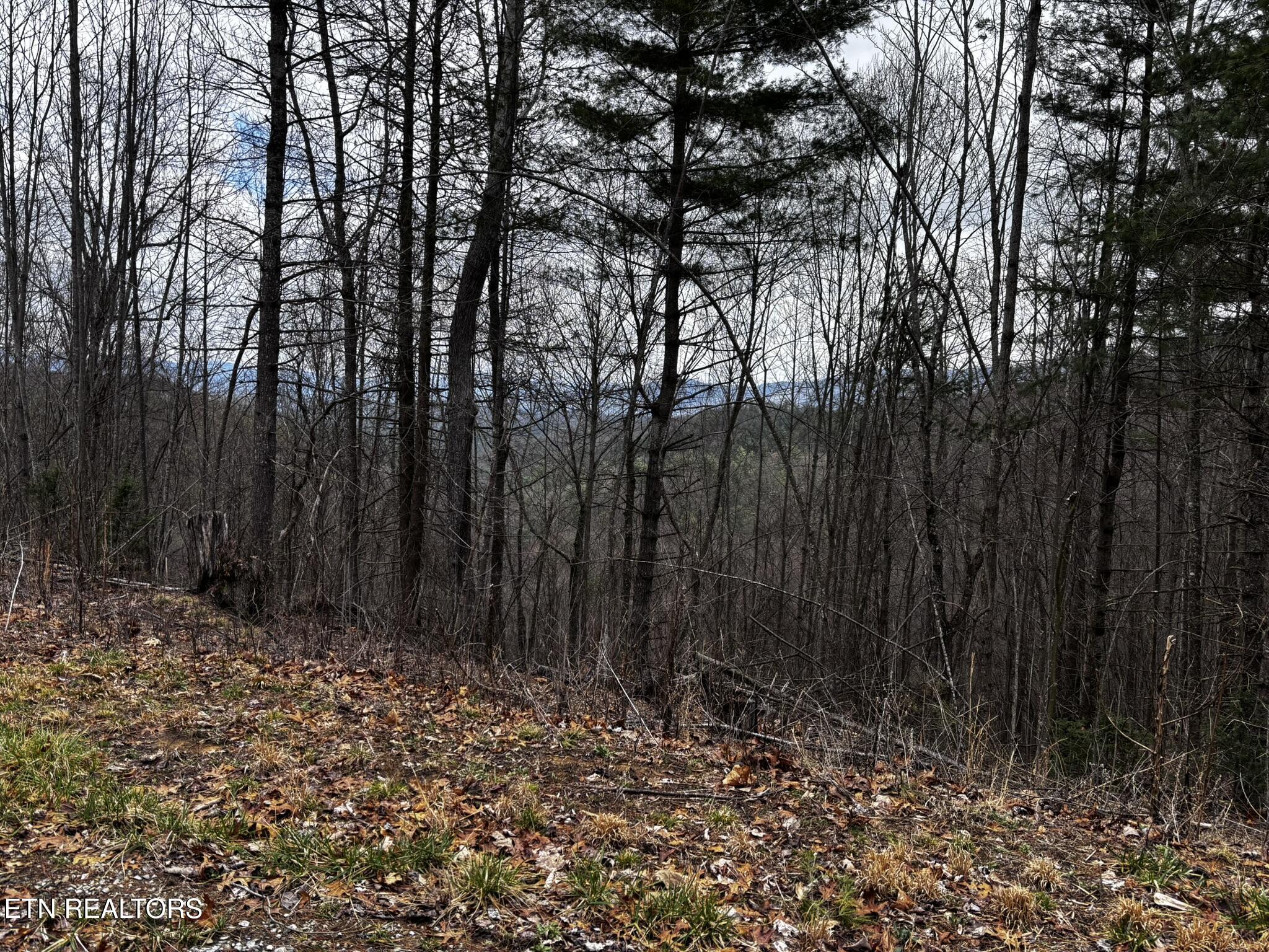 Lot 41 Black Maple Way Del Rio, TN 37727 - Photo 27 of 34 IMG_3006