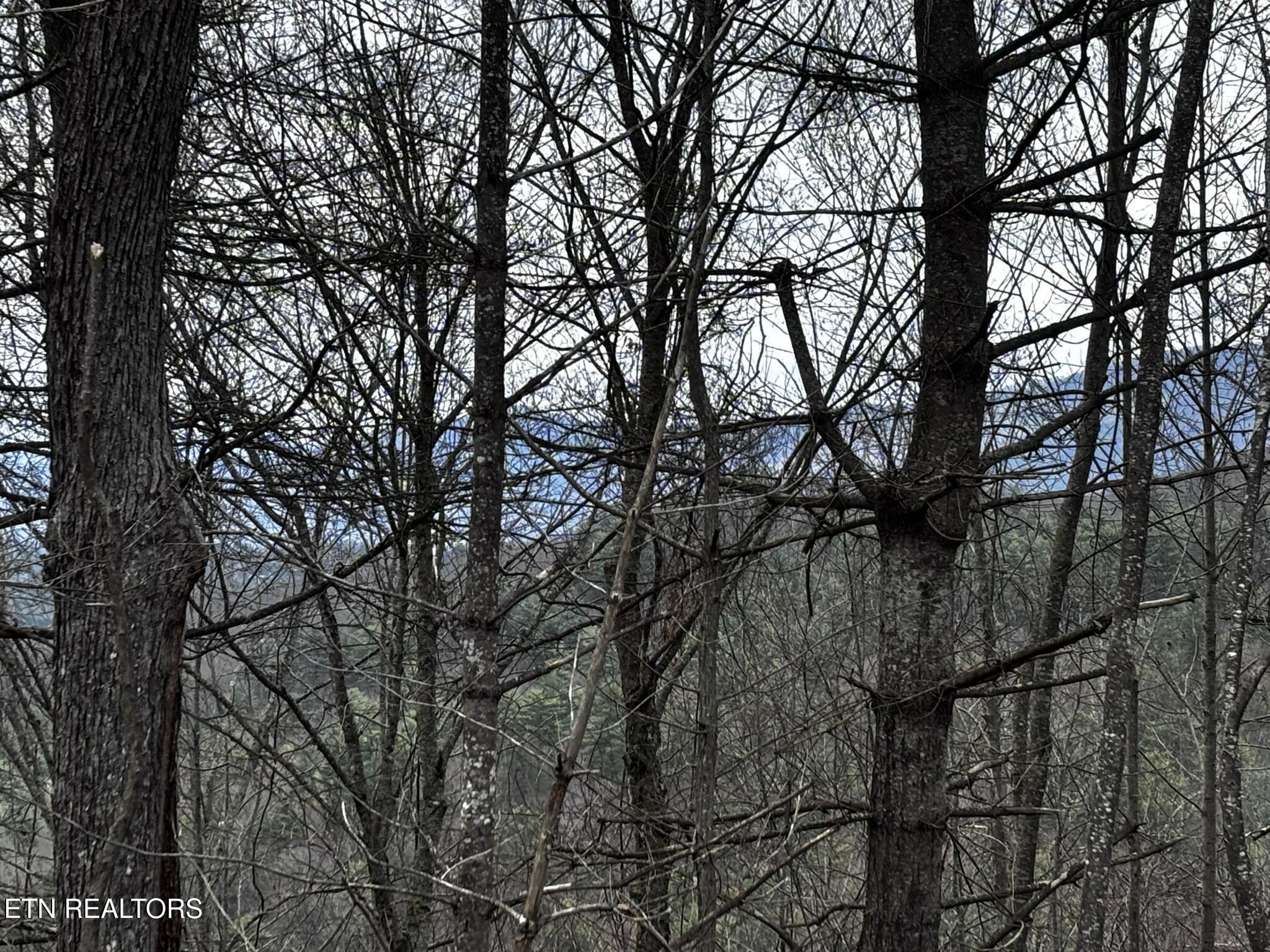 Lot 41 Black Maple Way Del Rio, TN 37727 - Photo 29 of 34 IMG_3009