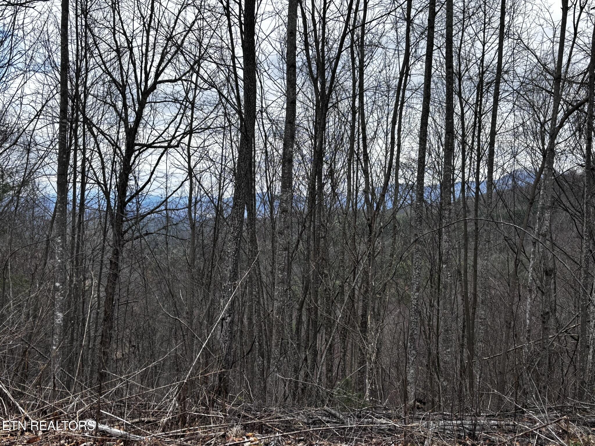 Lot 41 Black Maple Way Del Rio, TN 37727 - Photo 31 of 34 IMG_3011