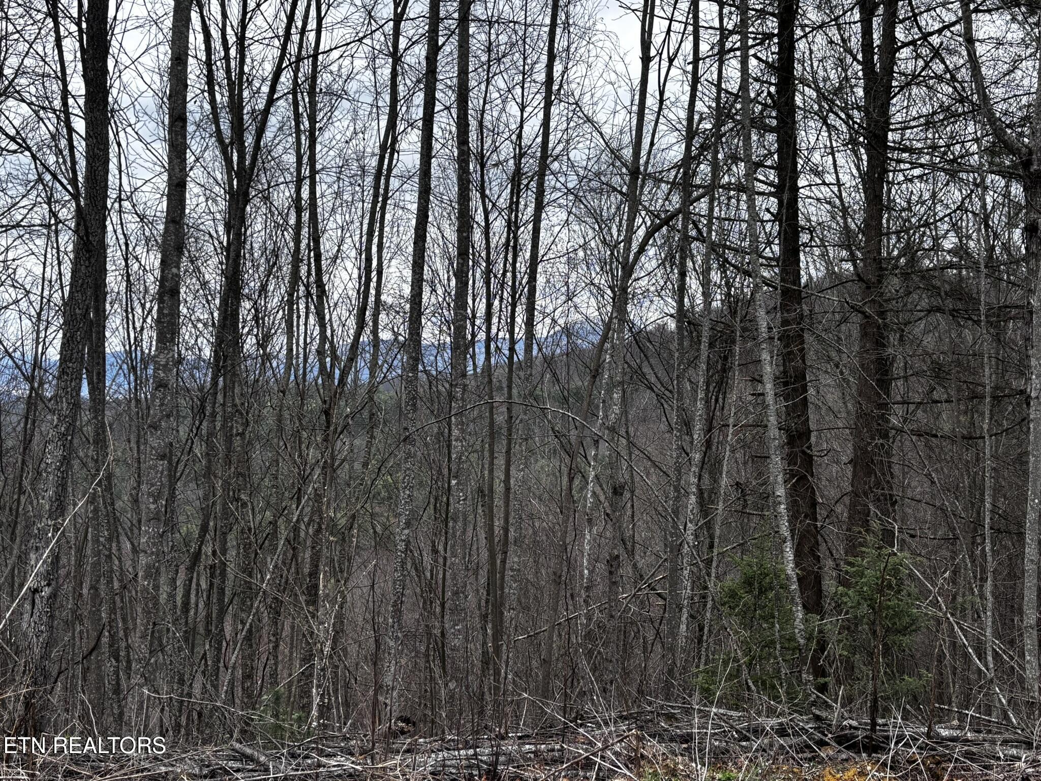 Lot 41 Black Maple Way Del Rio, TN 37727 - Photo 32 of 34 IMG_3012