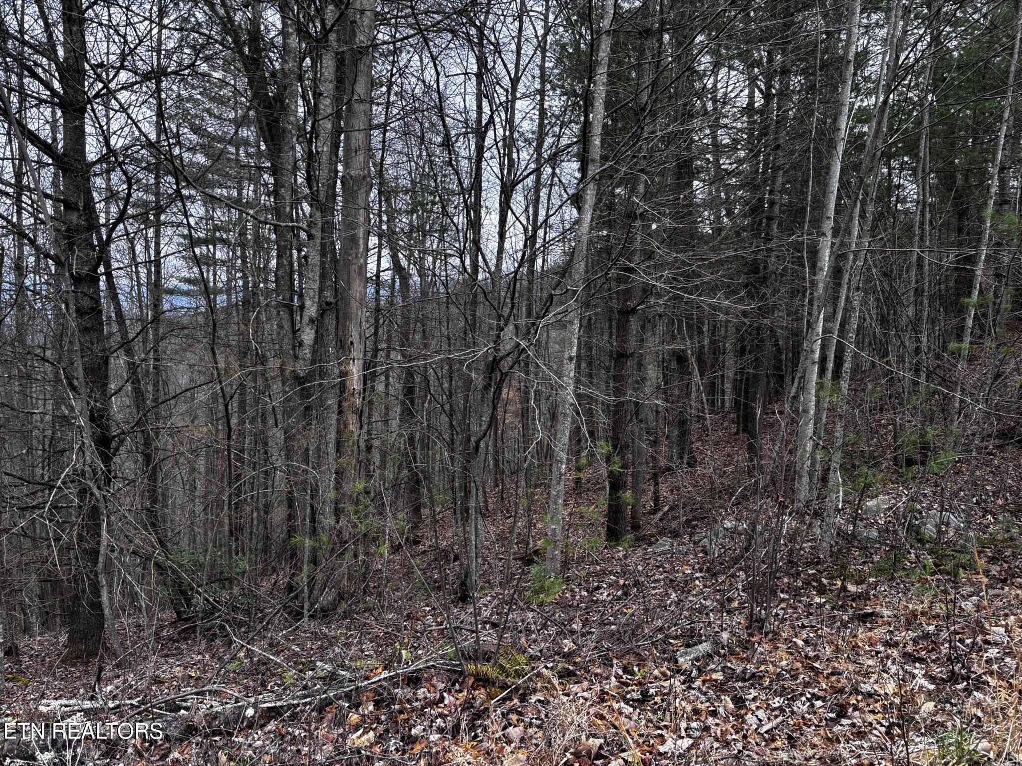 Lot 41 Black Maple Way Del Rio, TN 37727 - Photo 33 of 34 IMG_3014