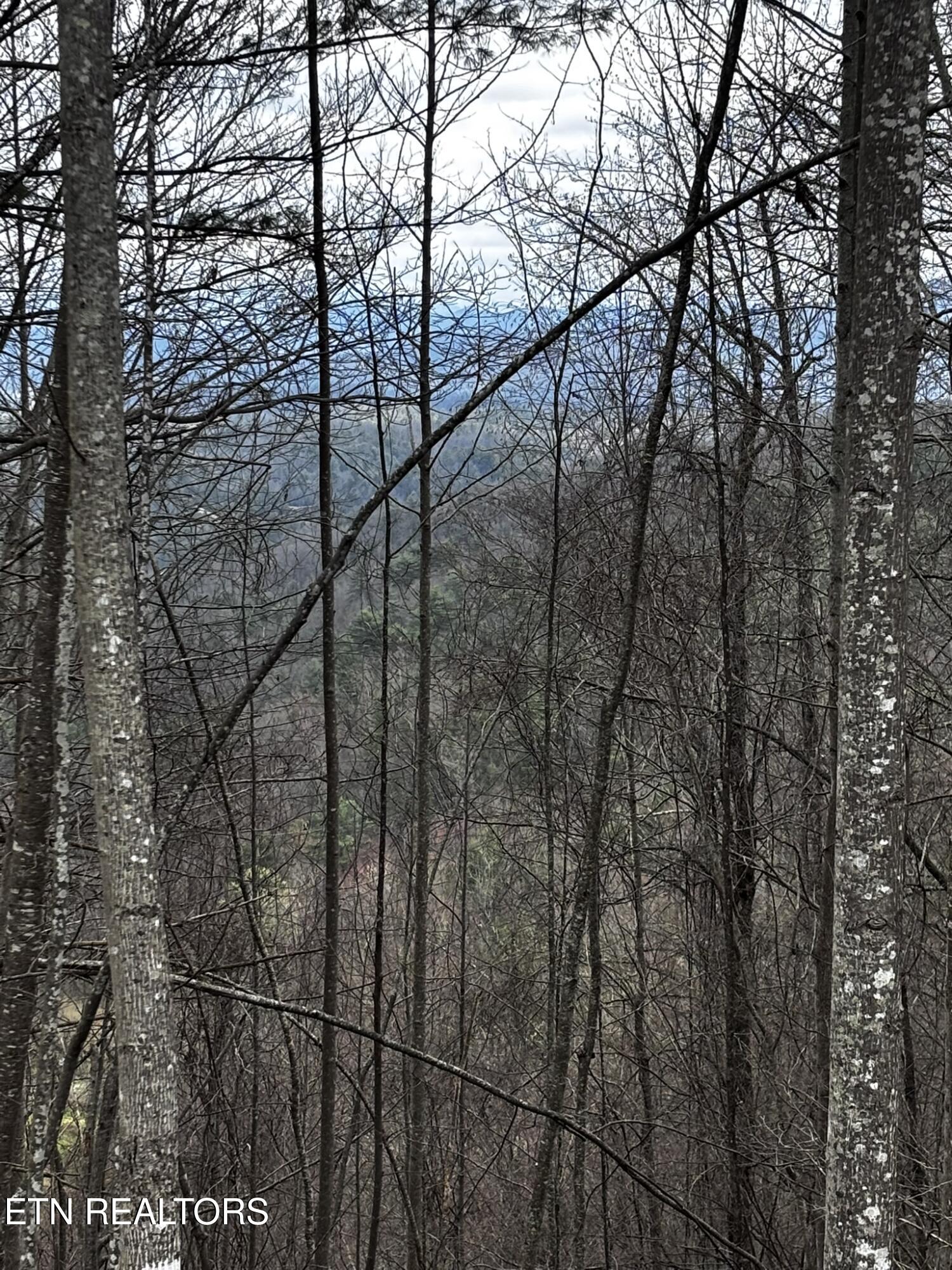 Lot 41 Black Maple Way Del Rio, TN 37727 - Photo 34 of 34 IMG_3016