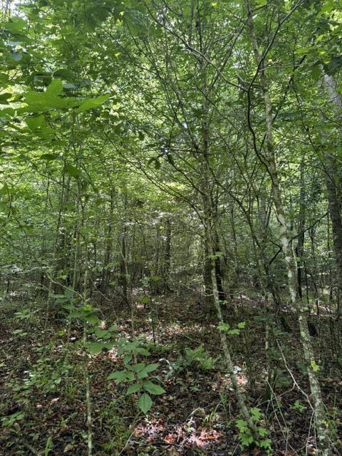 2784 Fiery Gizzard Road South Pittsburg, TN 37380 - Photo 7 of 19 Hankins 2