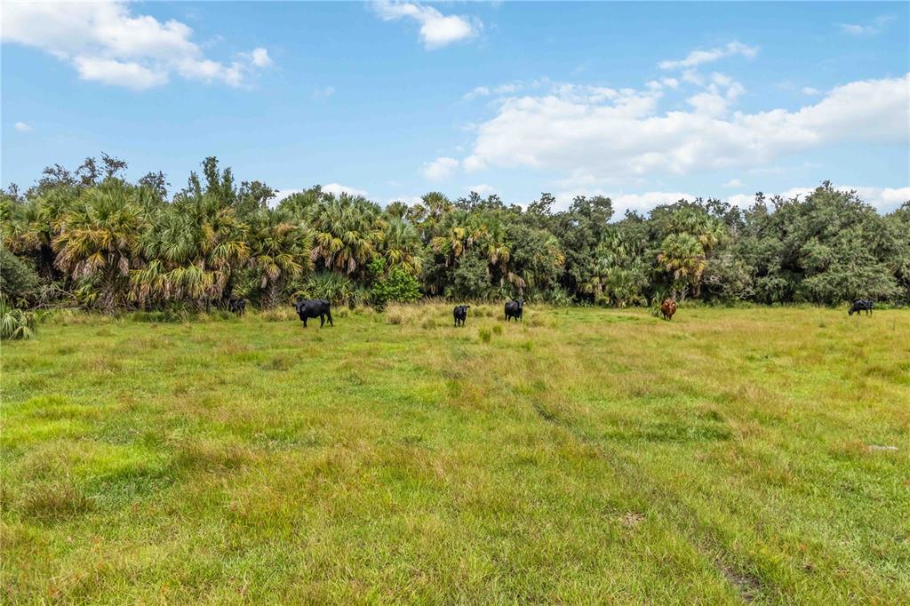 Southwest Gordon Hay Road Arcadia, FL 34269 - Photo 11 of 30 a view of a green yard