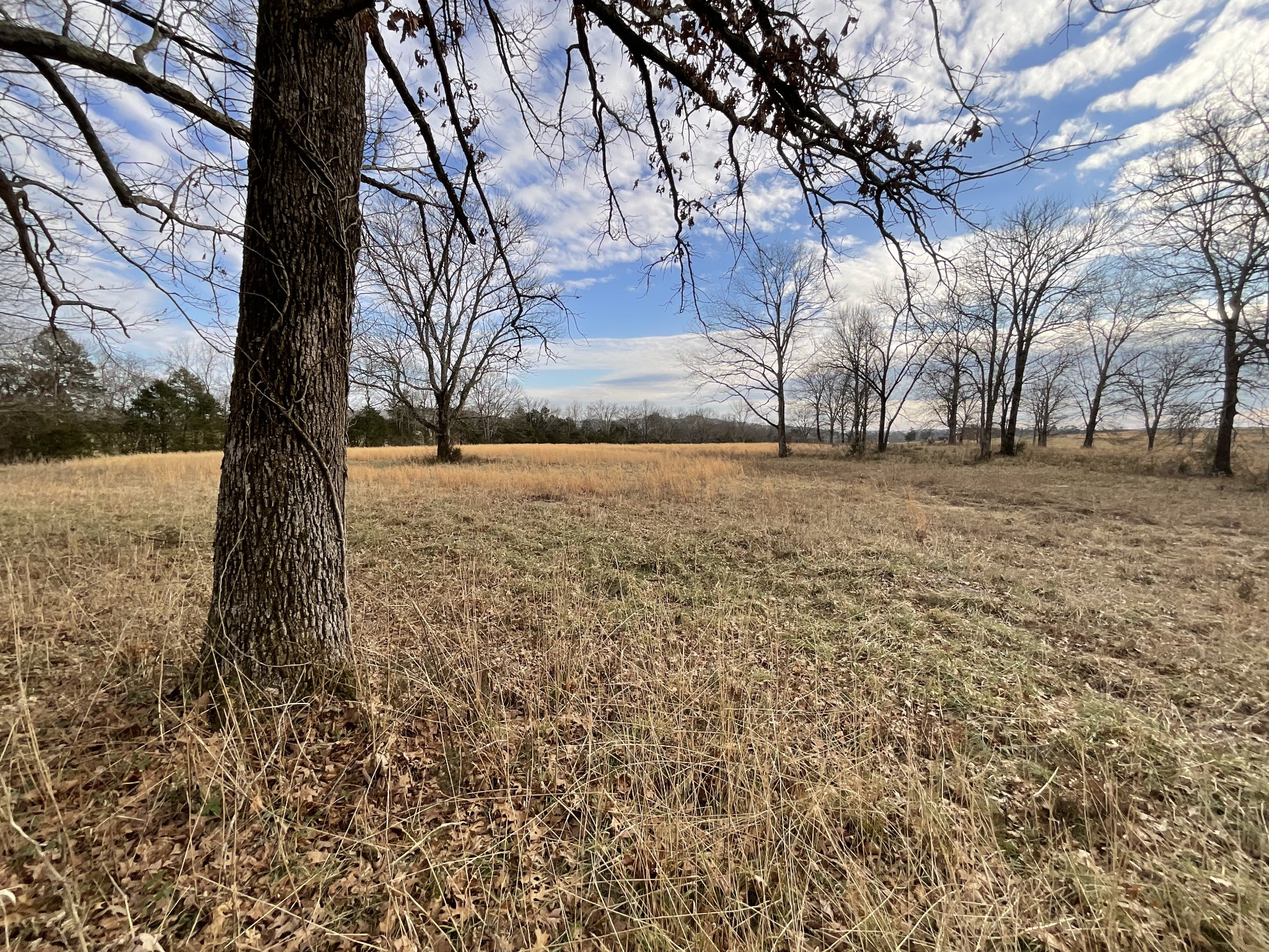 0 Hiwassee Road Lebanon, TN 37087 - Photo 3 of 7 a view of large trees with yard