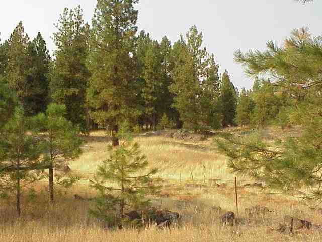 - West Drumheller Road Cheney, WA 99004 - Photo 1 of 3