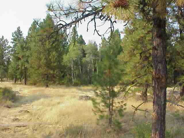 - West Drumheller Road Cheney, WA 99004 - Photo 3 of 3