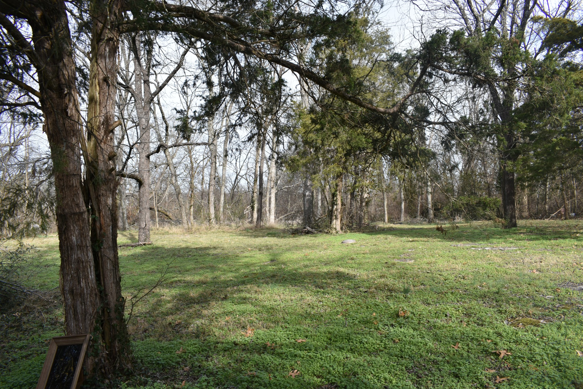 209 Hillcrest Drive Madison, TN 37115 - Photo 10 of 27 a big yard with lots of green space and trees