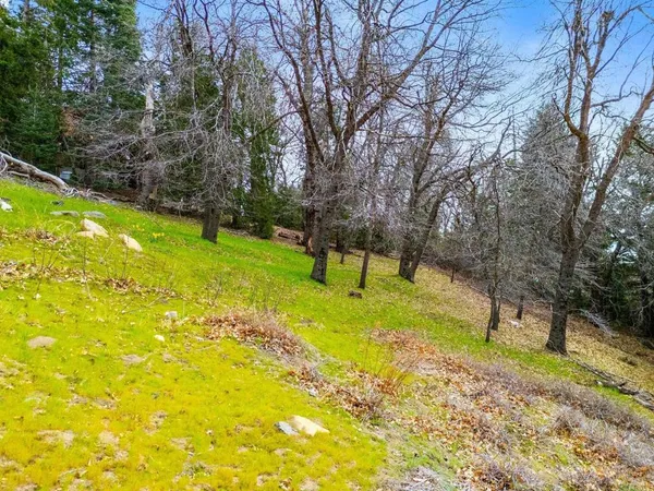 a view of a bunch of trees in a yard