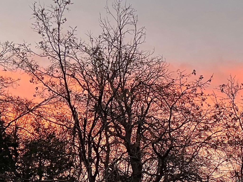 22209 Crestline Road Palomar Mountain, CA 92060 - Photo 40 of 51 a backyard of a house with lots of trees