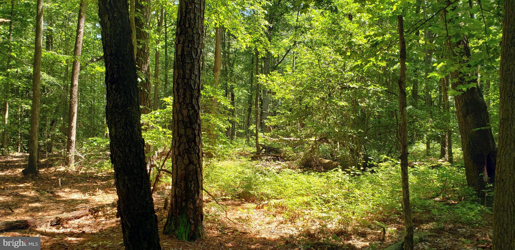 0 Quaker Neck Road Bozman, MD 21612 - Photo 4 of 8 Gallery Image 4