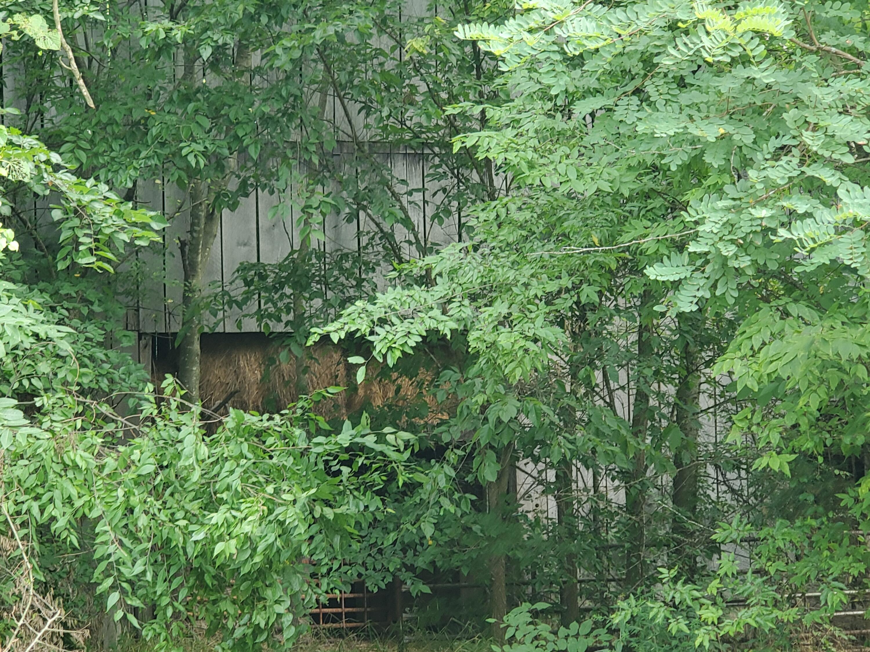 6.27 Ac Mcdonald Road Midway, TN 37809 - Photo 4 of 34 20210724_112008