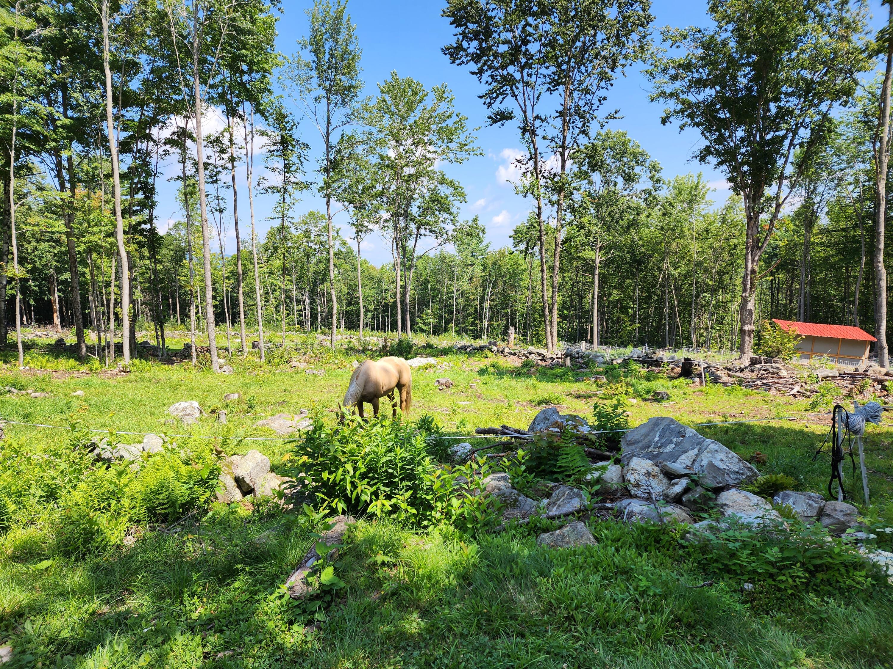 308 Barrows Road Sumner, ME 04292 - Photo 28 of 80 Plenty of pasture for grazing animals.