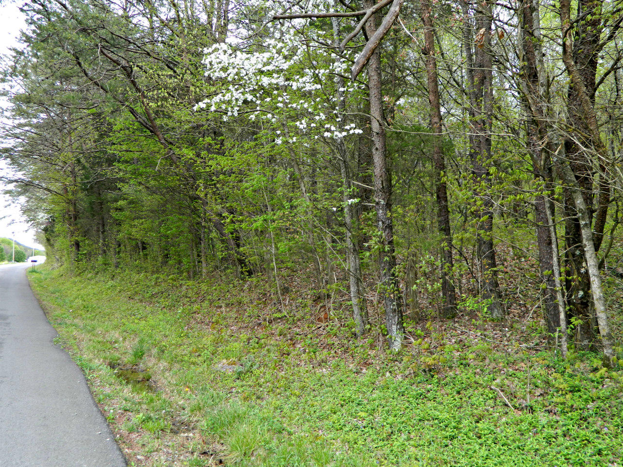 Harbin Road Dandridge, TN 37725 - Photo 3 of 5 DSCN2988