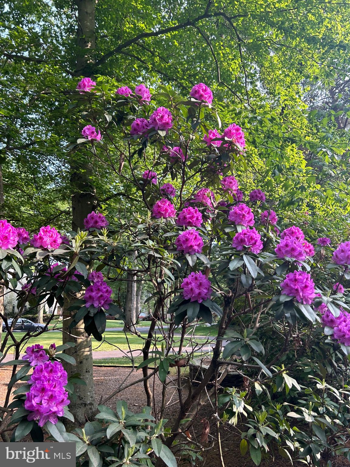 10 Laurel Tree Drive Westampton, NJ 08060 - Photo 52 of 58