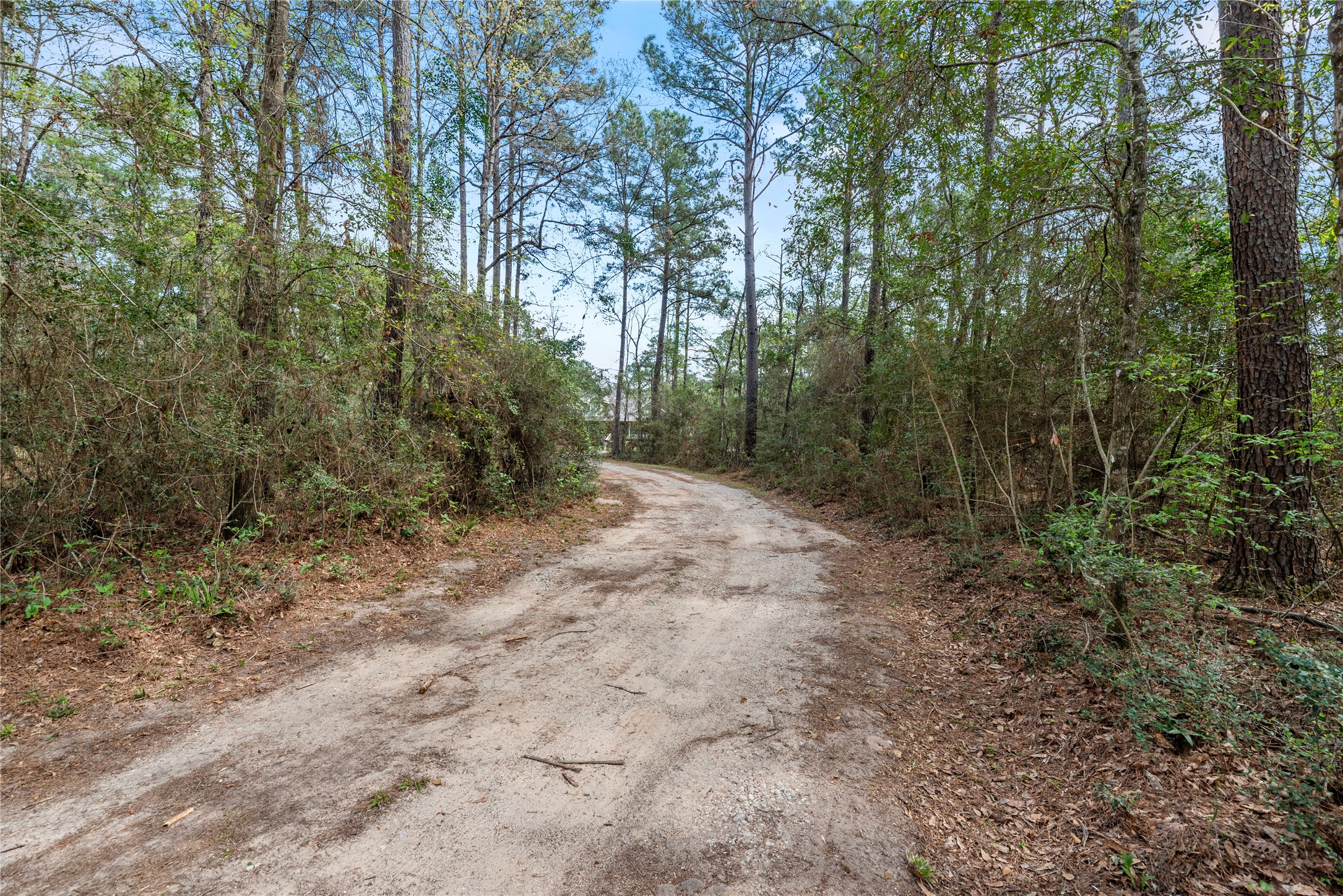 12062 Ike White Road Conroe, TX 77303 - Photo 7 of 37 Private, wooded drive to the house.