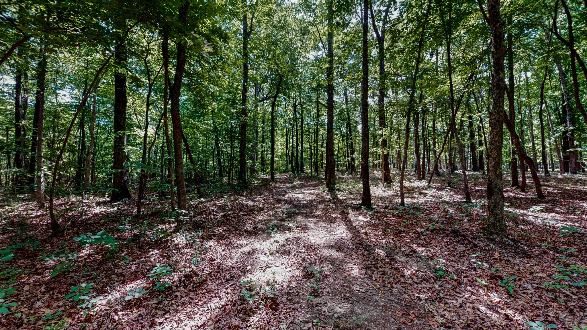 0 Cooley's Rift Boulevard Monteagle, TN 37356 - Photo 8 of 38