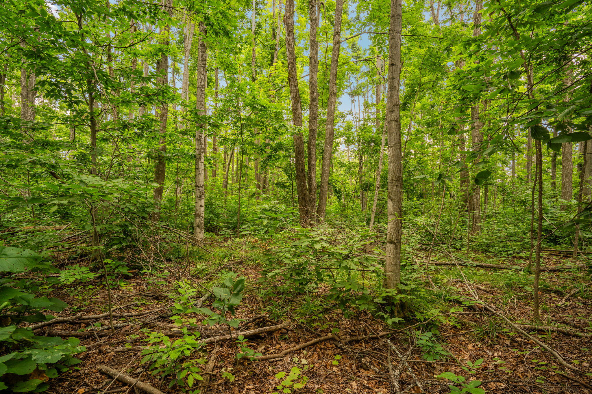Dunham Road Vanderbilt, MI 49795 - Photo 26 of 31 Gallery Image 26