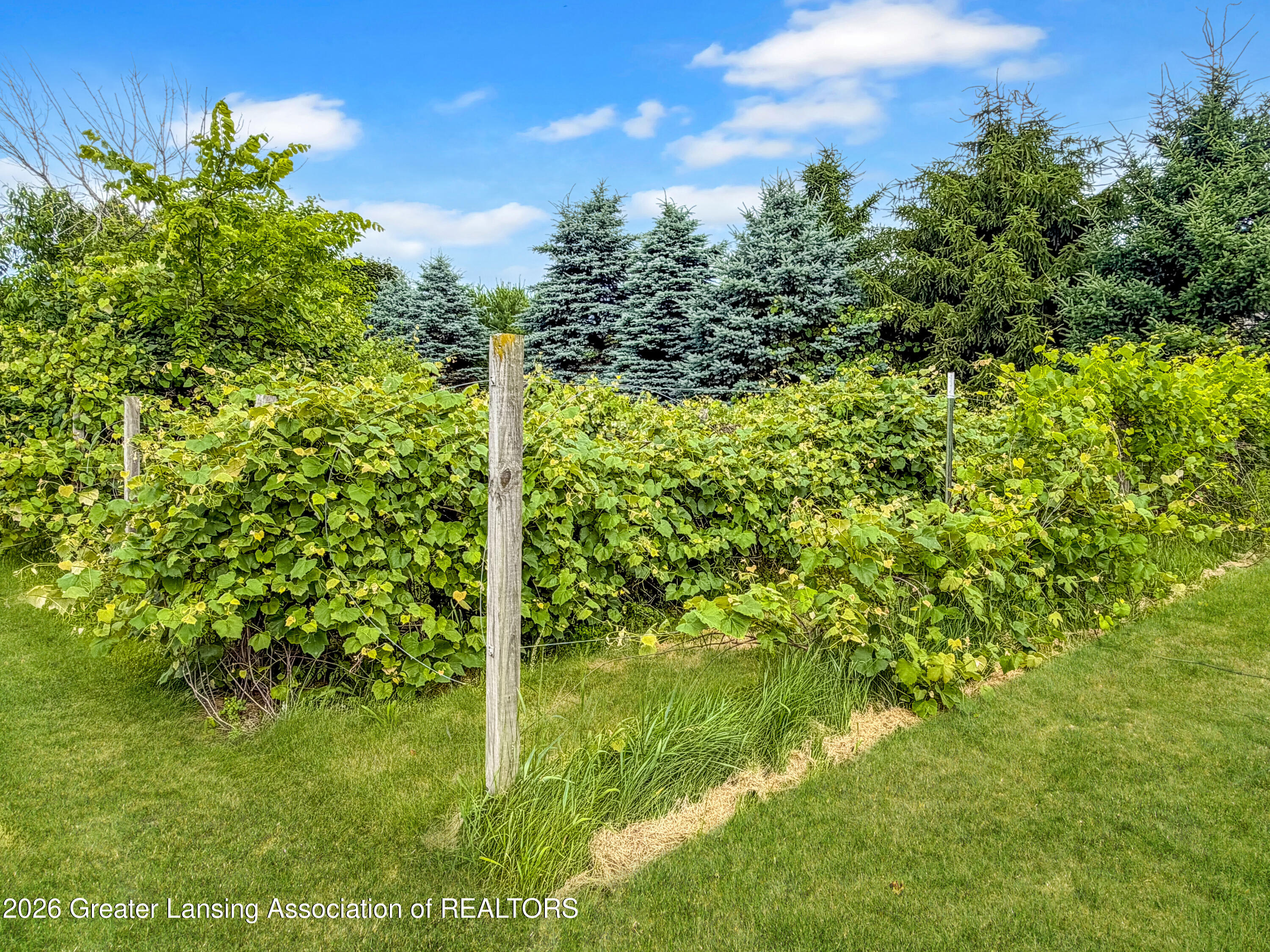 3248 Lienhart Road Dansville, MI 48819 - Photo 38 of 62 Grape vines