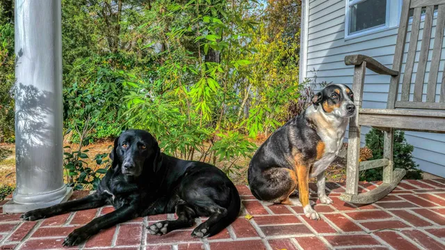 a view of a backyard with sitting area