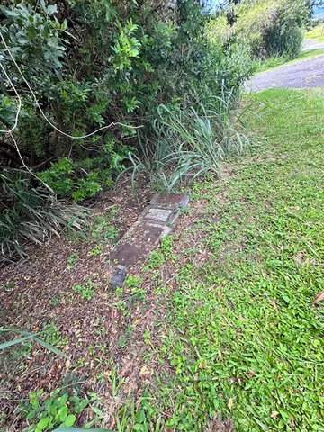 a view of a yard with a plant and plants