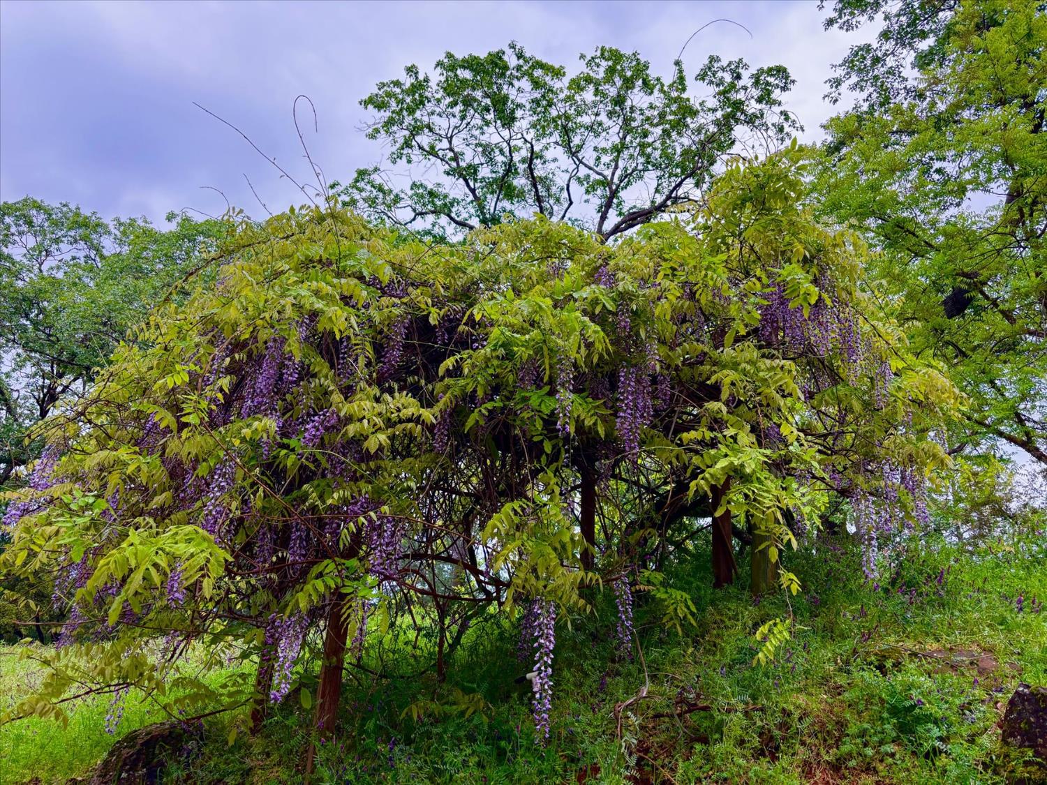 20111 Tanglewood Road Grass Valley, CA 95945 - Photo 61 of 93