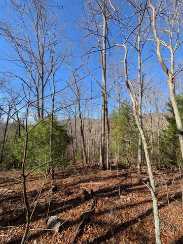 a view of a forest filled with trees