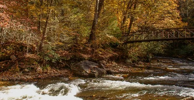 a view of a forest with trees