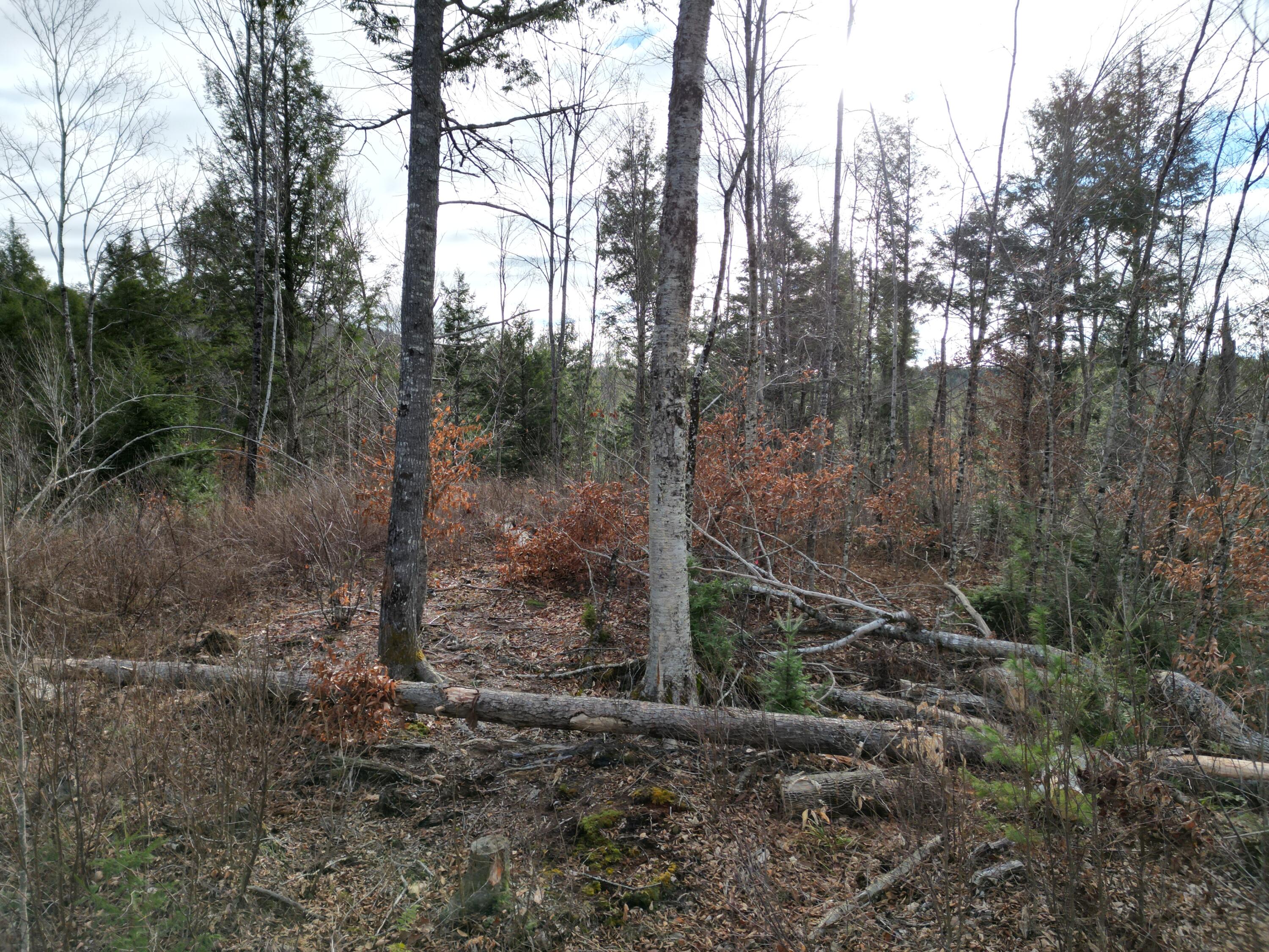 Lot 14 Ghost Road Springfield, ME 04487 - Photo 5 of 17 DJI_0959