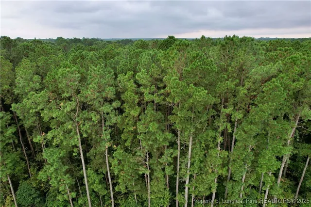 a view of a forest with a street