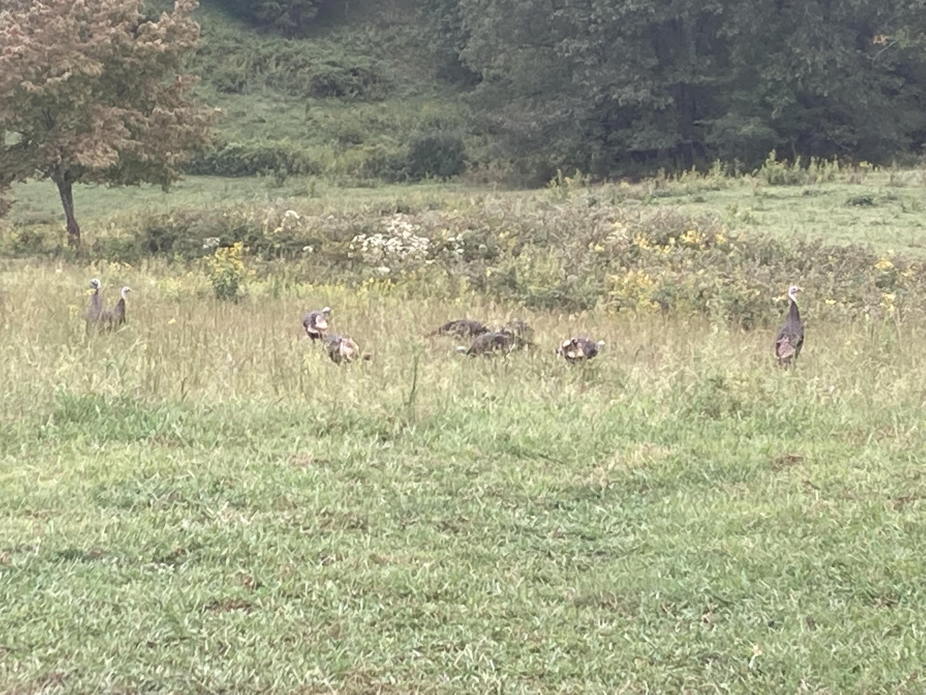 1504 Cox Chapel Road Duffield, VA 24244 - Photo 44 of 58 Turkeys 2