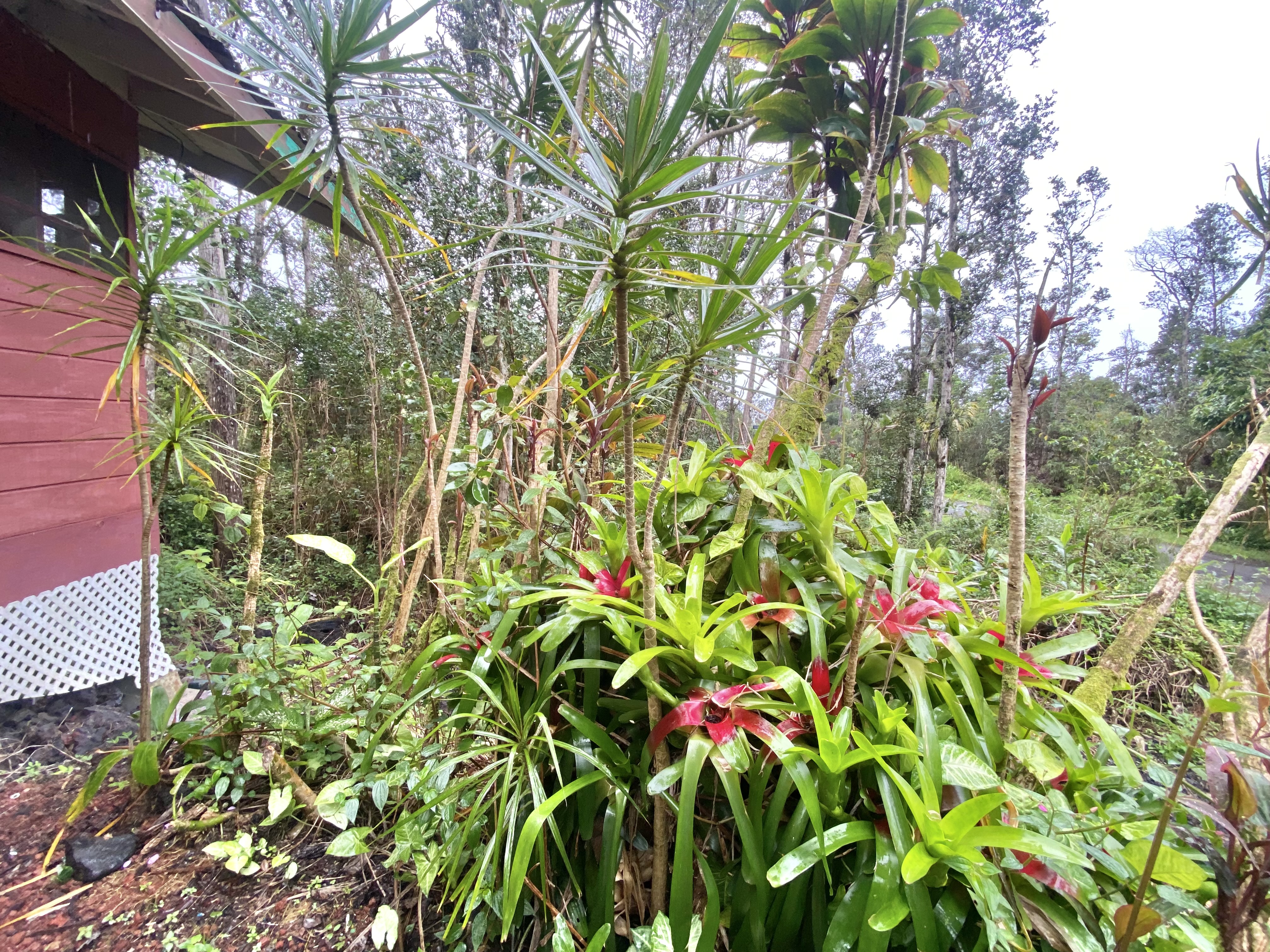 417 Aloha Road Pahoa, HI 96778 - Photo 3 of 16