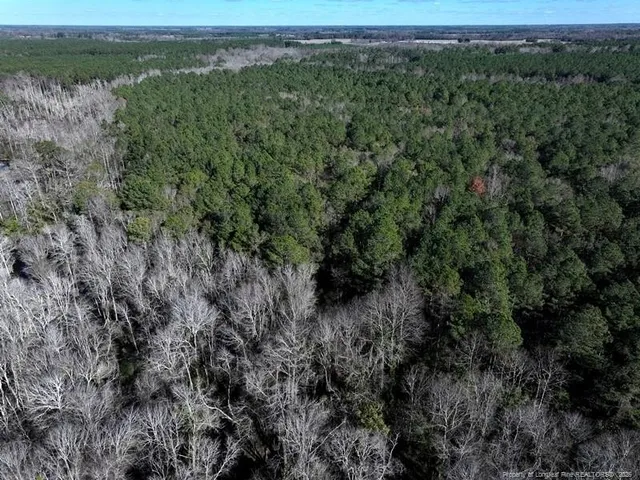a view of a lush green forest with a lush green forest