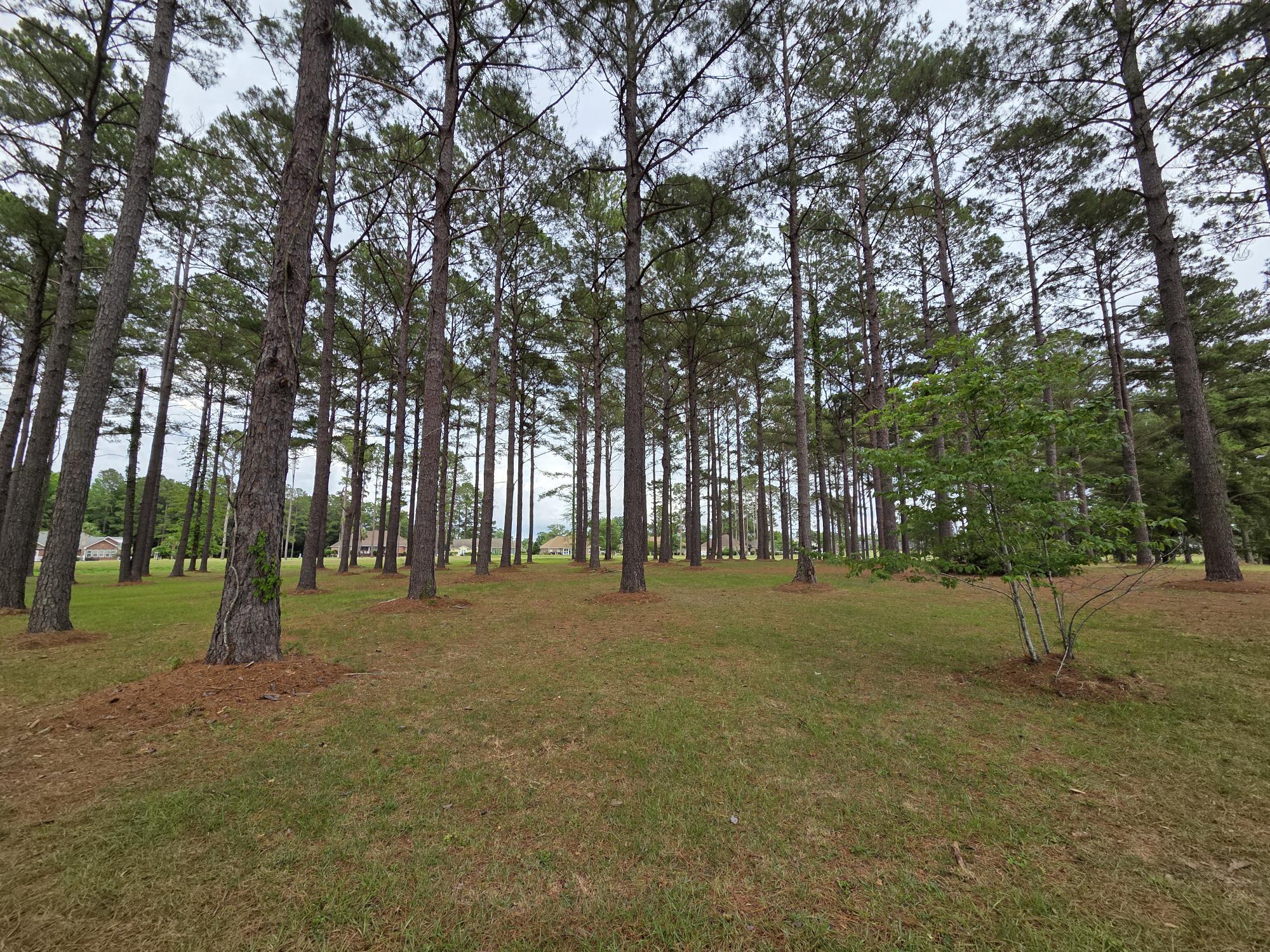 402 Pinelake Court Manning, SC 29102 - Photo 4 of 25