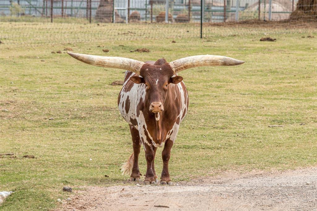 79 West Highway 79 Franklin, TX 77856 - Photo 12 of 38