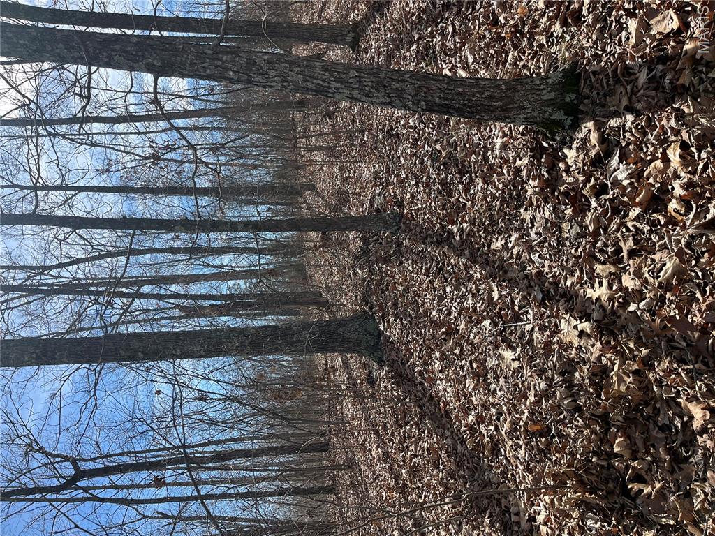 Parcel #3 Lake Road Silva, MO 63964 - Photo 8 of 13